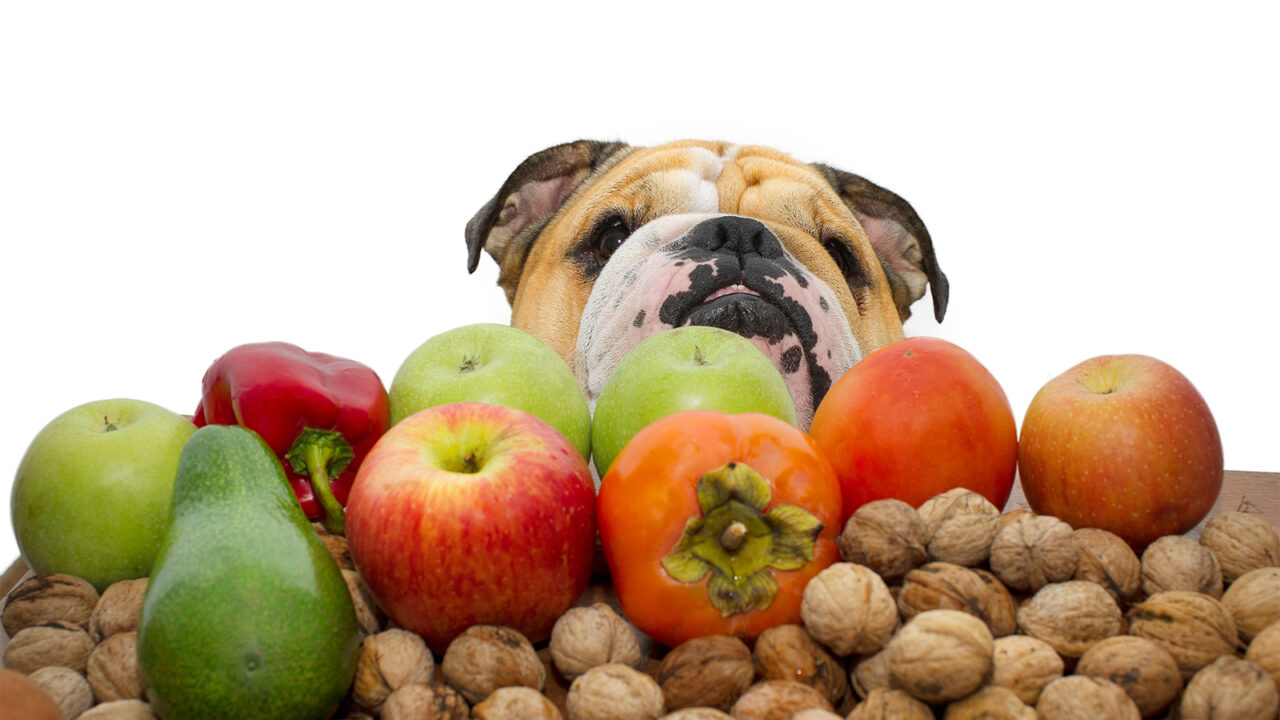 Σκύλος: Επιλέγουμε φρούτα που τον δροσίζουν – Τι να προσέξουμε