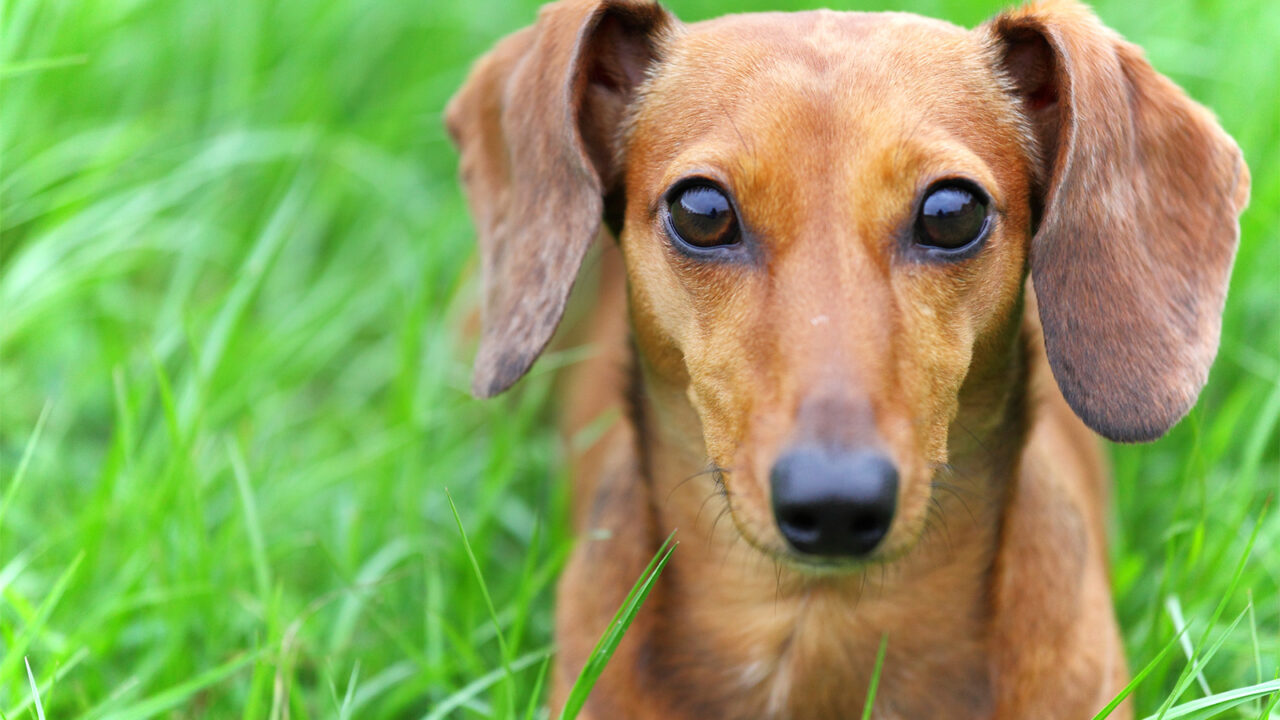 Σκύλος: Πώς θα μάθει να μην τρώει «από κάτω» – Οι πολύτιμες εντολές
