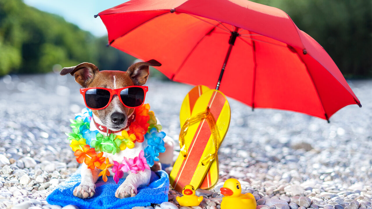 Σκύλος στην παραλία – Νομοθεσία: Τι επιτρέπεται και τι απαγορεύεται