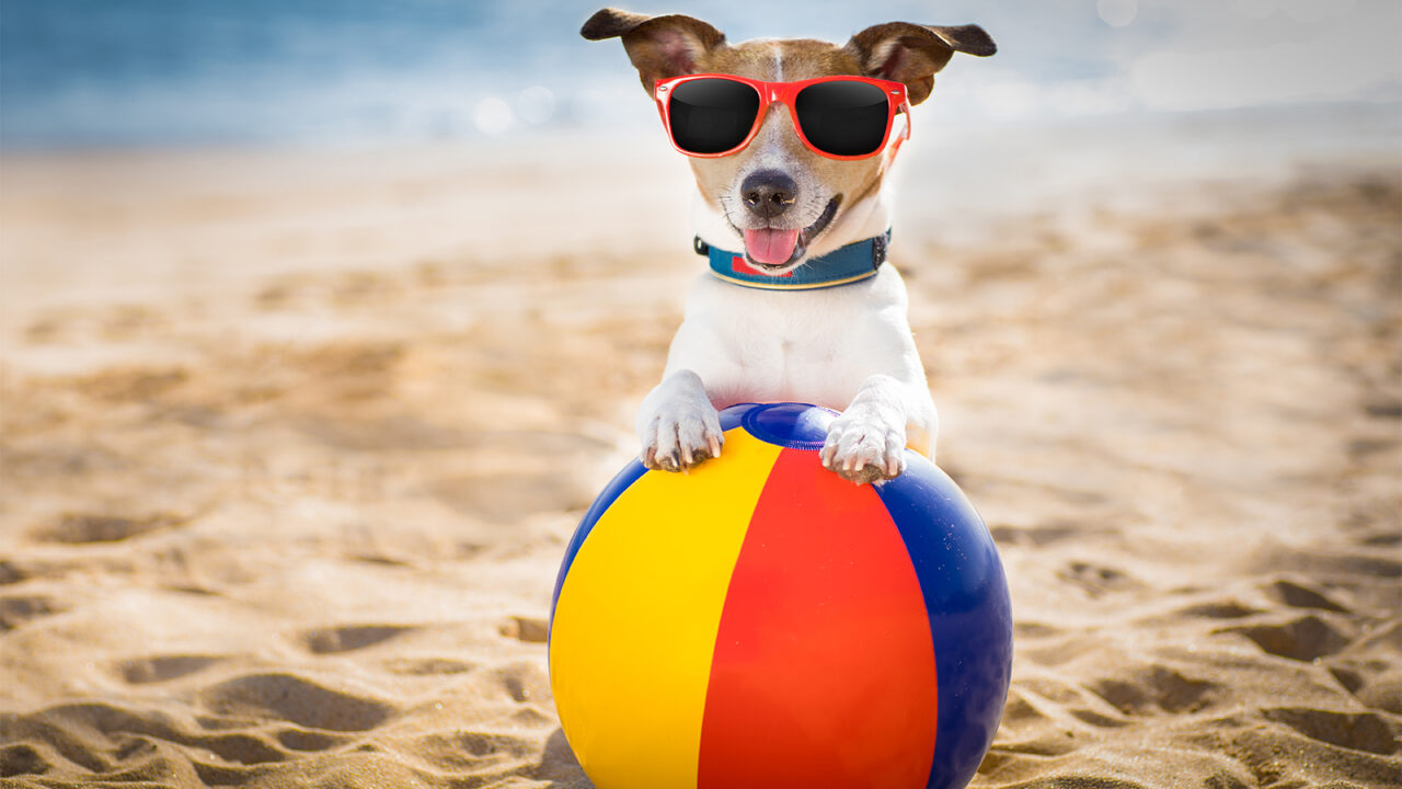 Σκύλος: Παιχνίδια στη θάλασσα που βελτιώνουν την υγεία του