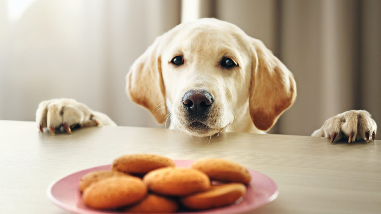 Σκύλος: 3 υπερτροφές που του κάνουν καλό – Εύκολες συνταγές για σνακ