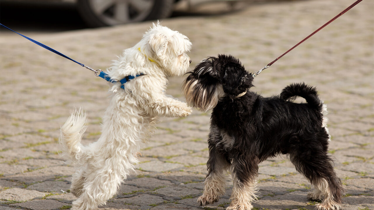 Σκύλος: Ενθουσιάζεται υπερβολικά όταν βλέπει άλλον σκύλο; – 3 τρόποι να τον ηρεμήσετε