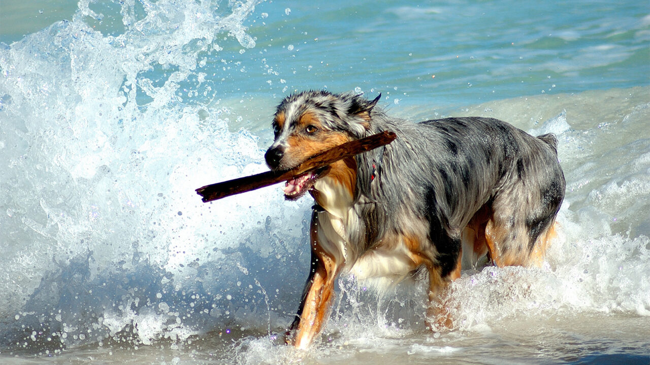 Σκύλος: Πότε το θαλασσινό νερό είναι επικίνδυνο για την υγεία του
