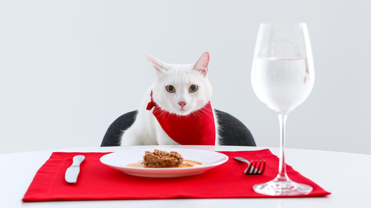 Γάτα: Ποιες τροφές επιτρέπονται και ποιες απαγορεύονται