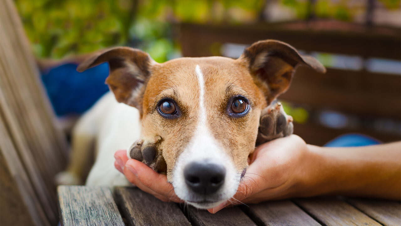 Σκύλος: Όσα πρέπει να γνωρίζετε πριν αποκτήσετε τετράποδο φίλο
