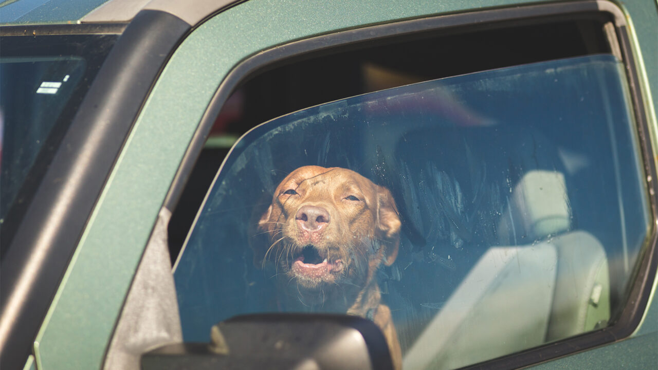 Σκύλος – Αυτοκίνητο: Πώς να τον ηρεμήσετε όταν γαβγίζει