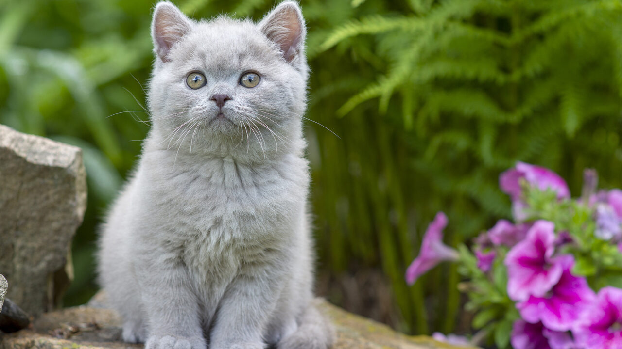 Ανακαλύψτε ποιες γάτες είναι μόνο θηλυκές – Και άλλες 28 ιδιαιτερότητές τους