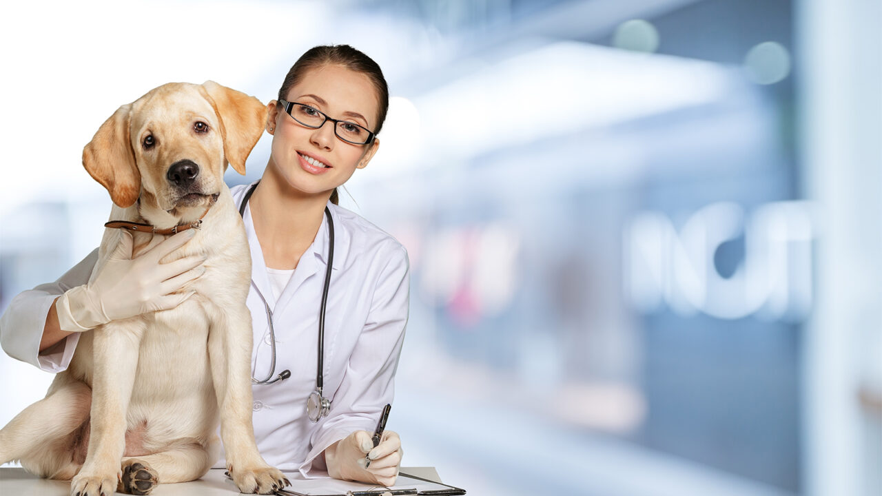Σκύλος: Ώρα για εξετάσεις αίματος – Ποιες πρέπει να κάνει