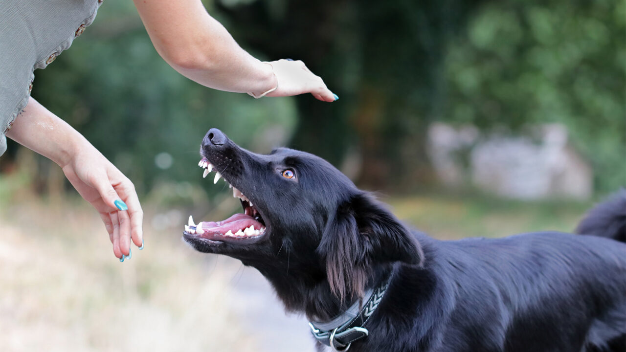 Σκύλος – Βόλτα: Αντιδρά όταν τον πλησιάζουν άγνωστοι; Τι μπορείτε να κάνετε