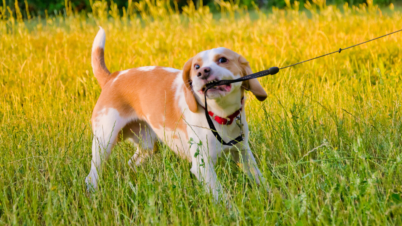 Βόλτα: 5 tips για να σταματήσει ο σκύλος να δαγκώνει το λουρί του