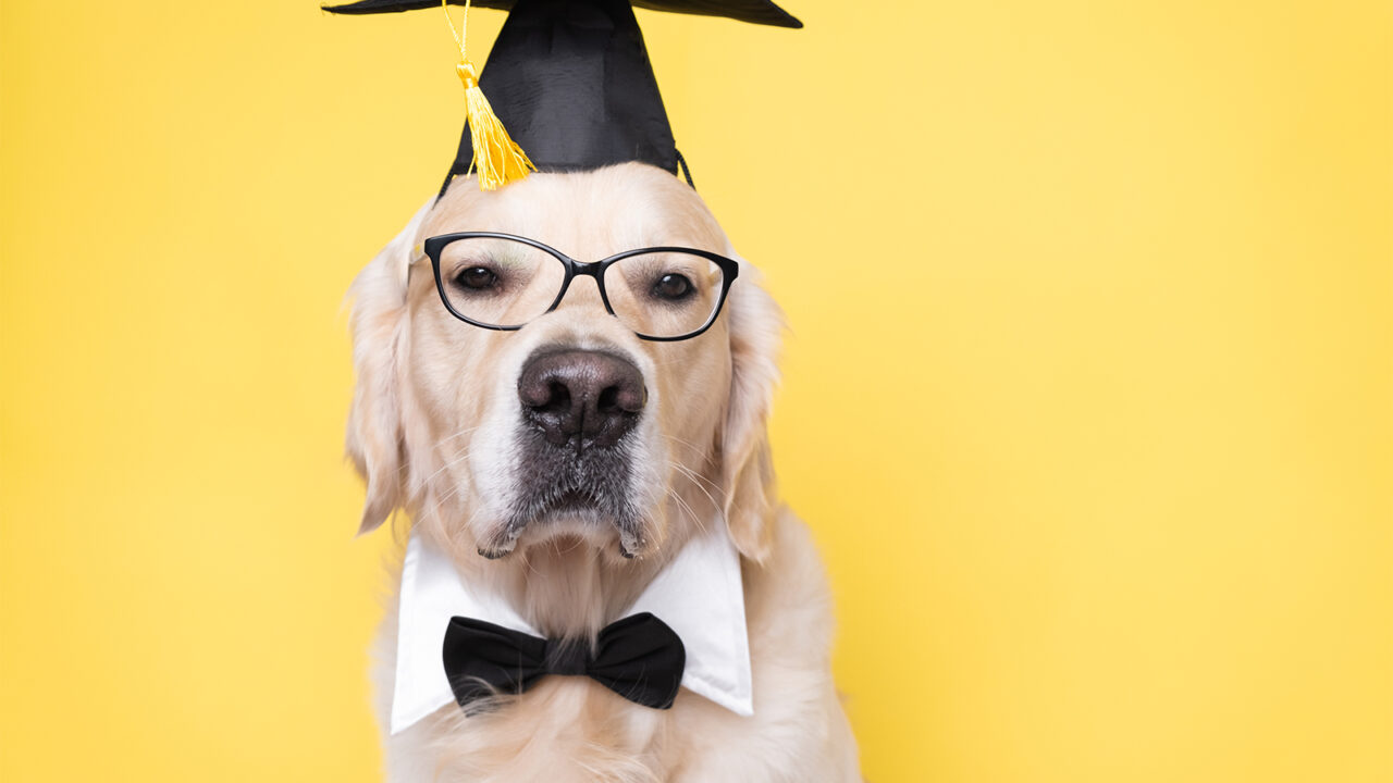 Εκπαίδευση: Μπορεί να μάθει νέα πράγματα ο ενήλικας σκύλος;