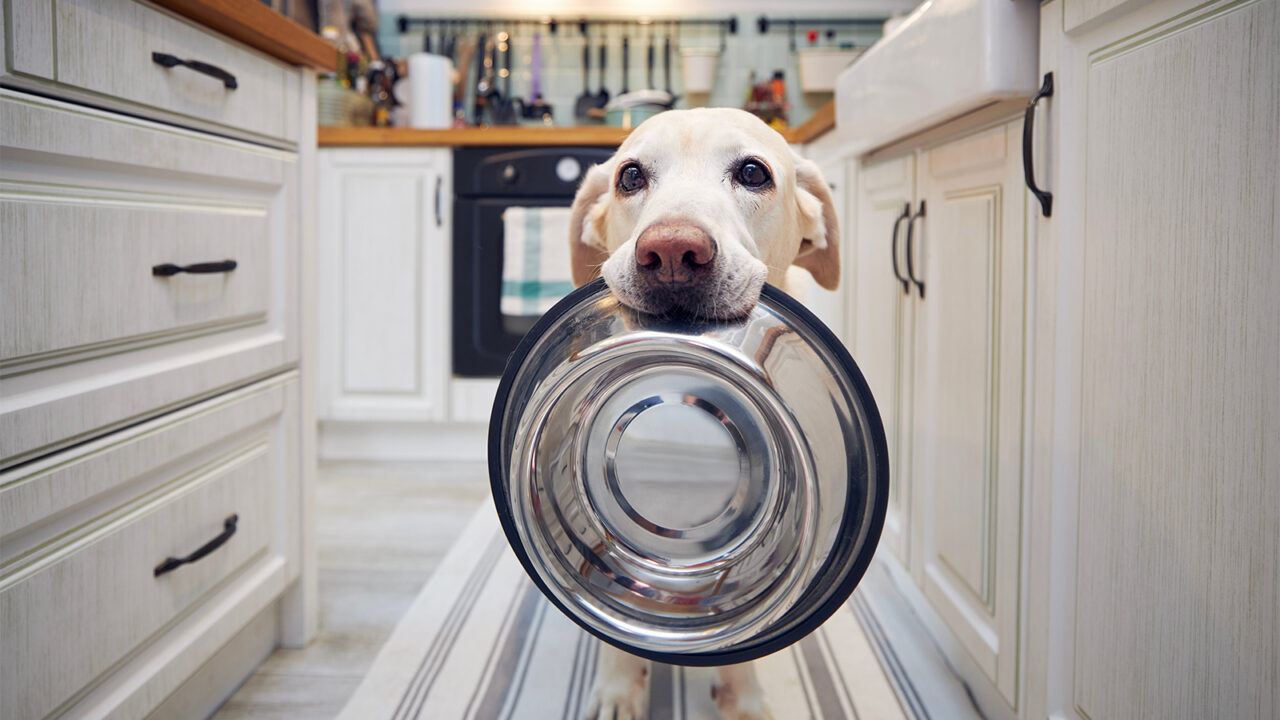 Σκύλος – Επιθετικότητα: Ο ρόλος της διατροφής