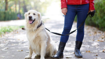 Σκύλος: Είναι καλύτερα να τρώει πριν ή μετά τη βόλτα;