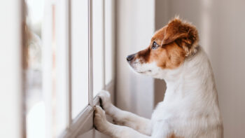 Σκύλος: Μπορεί να… μυρίσει πόση ώρα λείπουμε από το σπίτι!