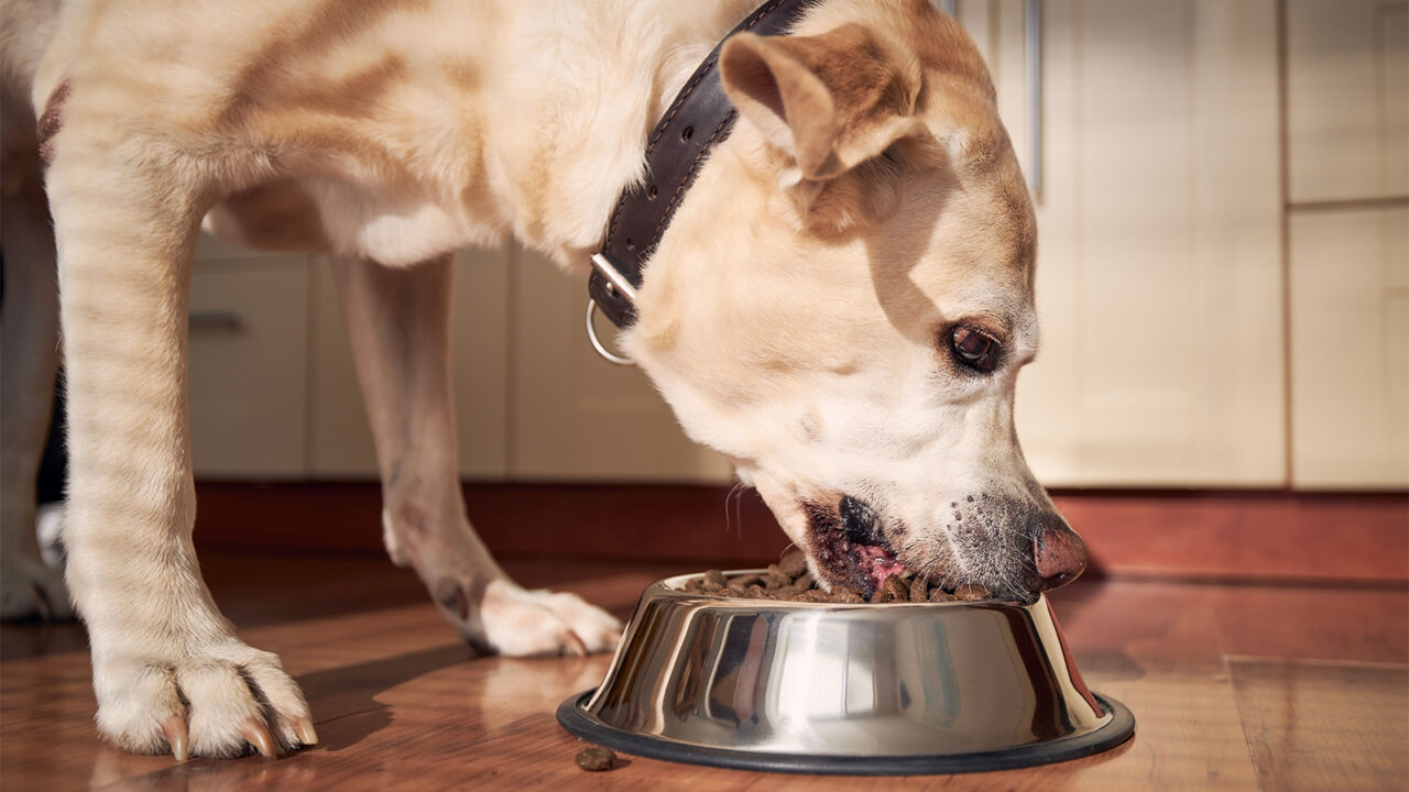 Σκύλος: Γιατί τρώει λαίμαργα – Πώς θα το καταπολεμήσετε