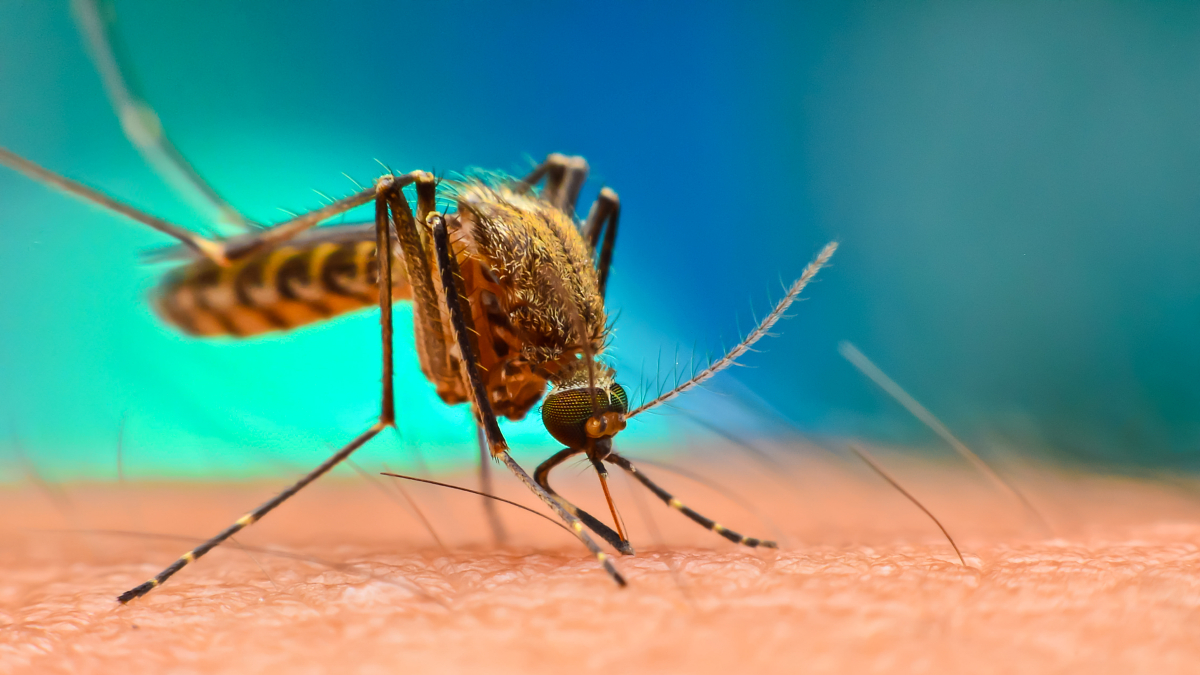 Febbre dengue: in Brasile è iniziata la vaccinazione nel periodo del carnevale