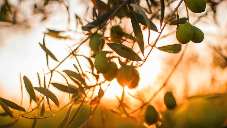 Κοντινό πλάνο σε κλαδί ελιάς με πράσινες ελιές, με το φως του ηλιοβασιλέματος να διαπερνά τα φύλλα.